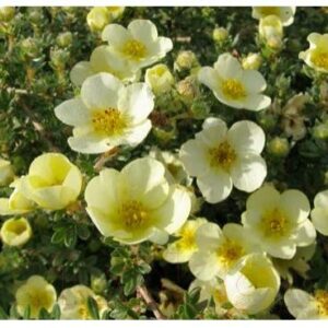 Саженец Красный клен Лапчатка Primrose Beauty