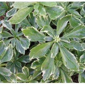 Саженец Красный клен Пахисандра верхушечная Variegata