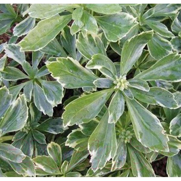 Саженец Красный клен Пахисандра верхушечная Variegata