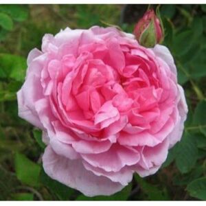 Саженец Красный клен Роза английская Comte de Chambord