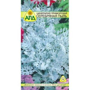 Семена цветов АПД Цинерария приморская Серебряная пыль / A20299