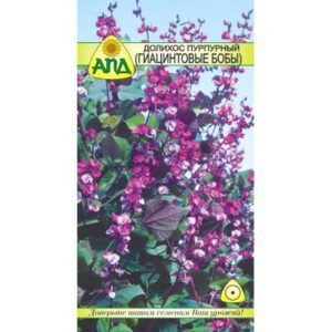 Семена цветов АПД Долихос пурпурный Гиацинтовые Бобы / A20148