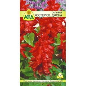 Семена цветов АПД Сальвия Костер Святого Джона / A20263